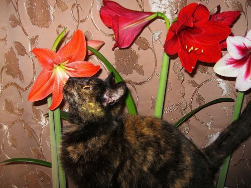 Любительница цветов