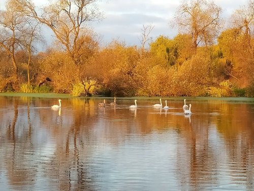 Лебеди на осенней реке