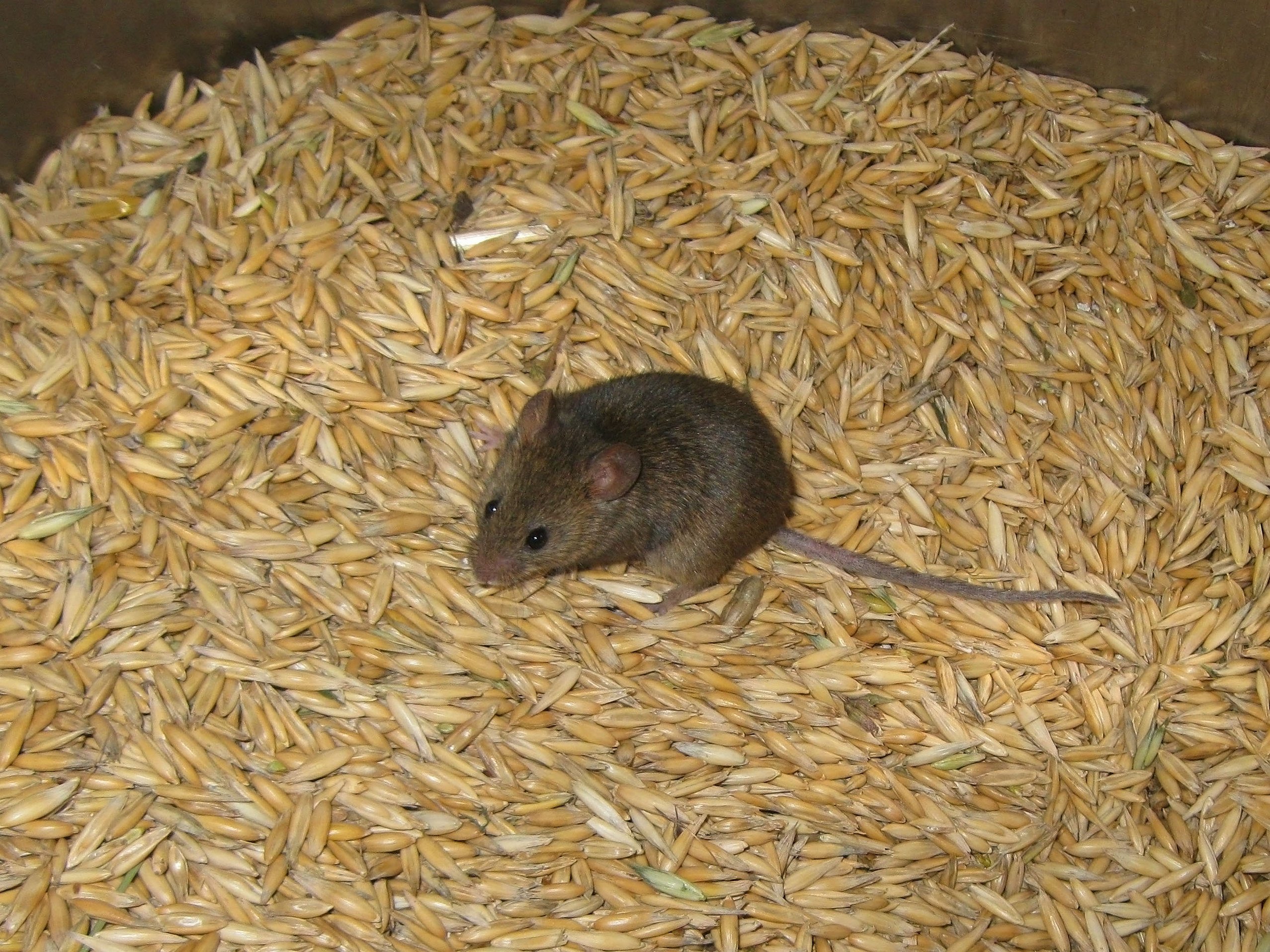 Семя мыши