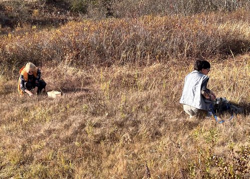 Дамы на сборе клюквы