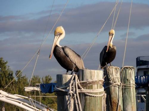 Столбики с флоридскими пеликанами