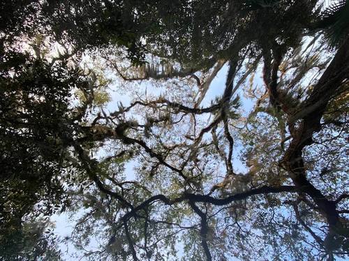 Кроны флоридских чёрных дубов