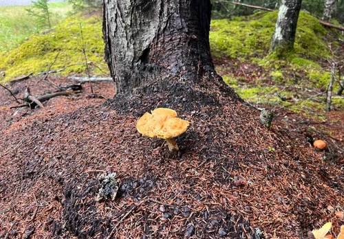 А канадские грибы не умеют прятаться...