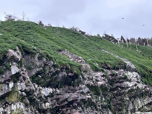 Птицы на прибрежных скалах Ньюфаундленда