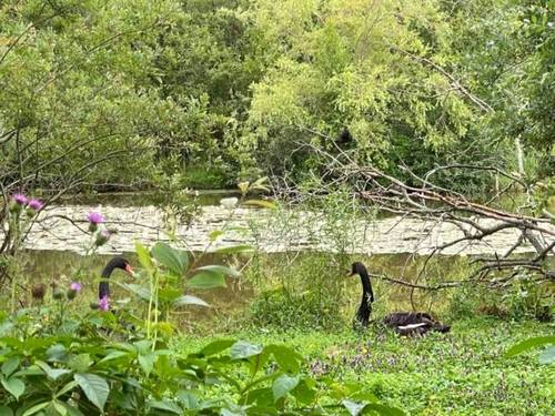 Чёрные лебеди