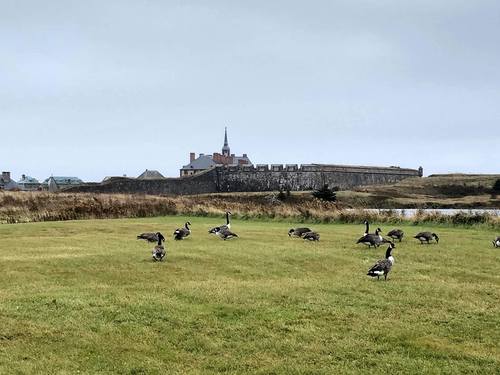 Канадские гуси у стен Луисбурга