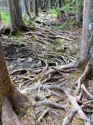 Планета Пандора в Канаде