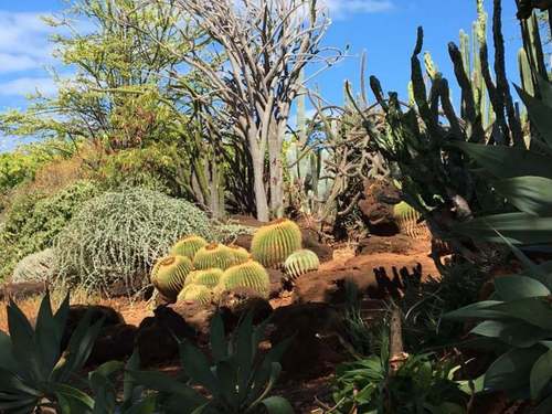 Кактусы Гавайских островов