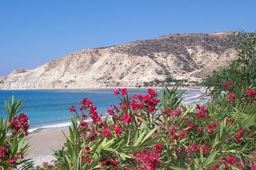 Кипрский пляж. Цветы на берегу.