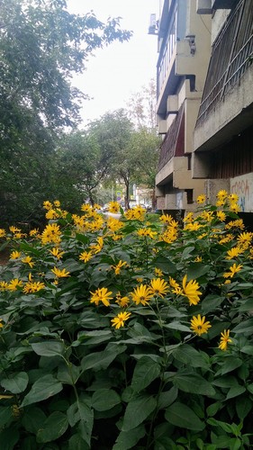 Городские цвето-джунгли в начале сентября