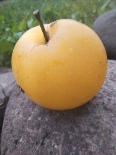 Золотая китайка