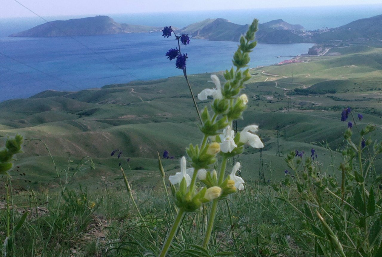 Шалфей в крыму фото