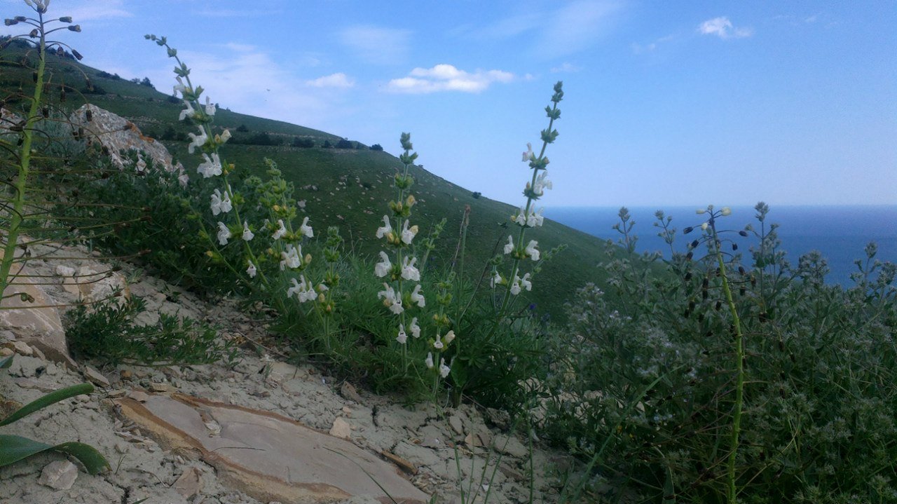 Шалфей в крыму фото