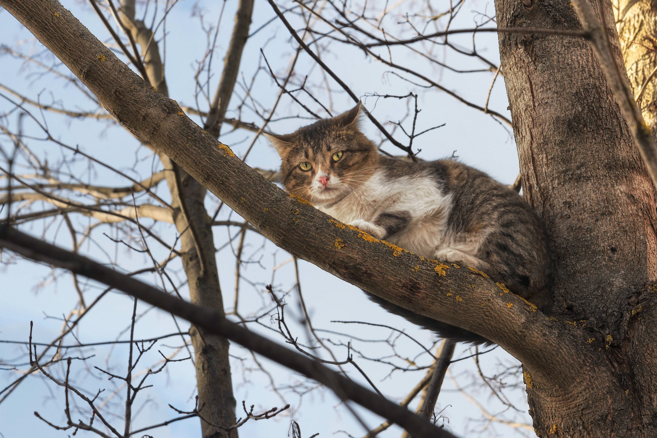 Коты прилетели фото