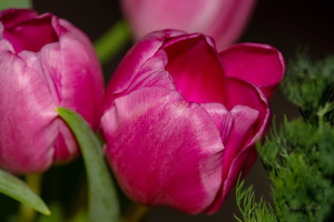 Про тюльпаны...