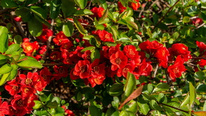 Про японскую айву...