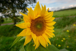 Октябрьский...