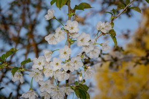 Весне дорогу...