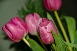 С праздником Весны, дорогие женщины!