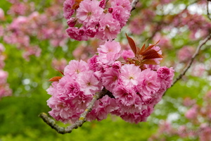 Приходи, Весна...