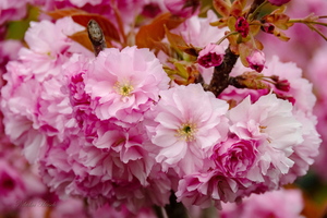 Весенняя красотень...