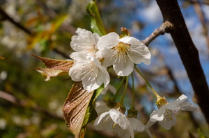 Апрельское цветение...