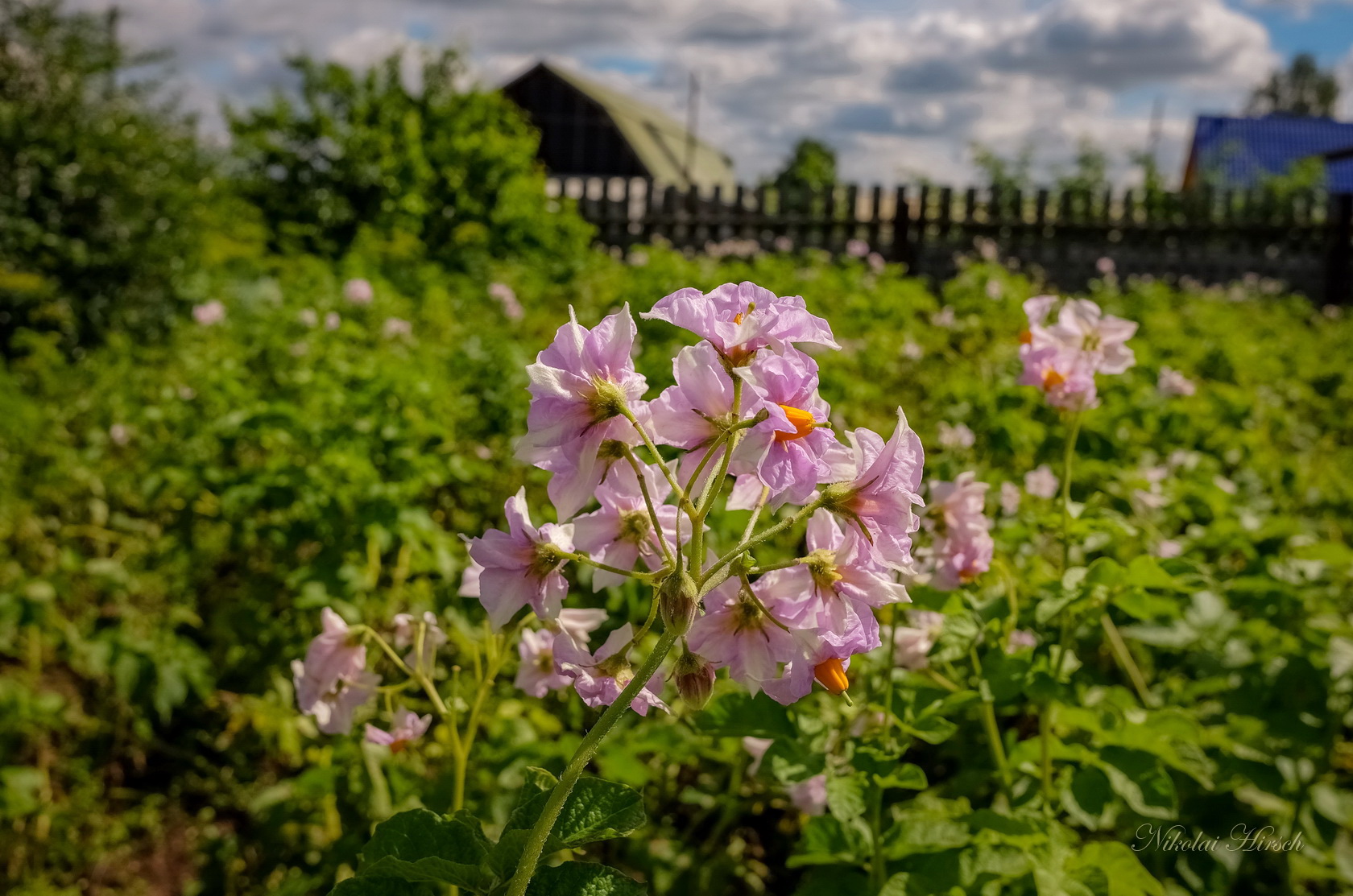 Картофель цветет