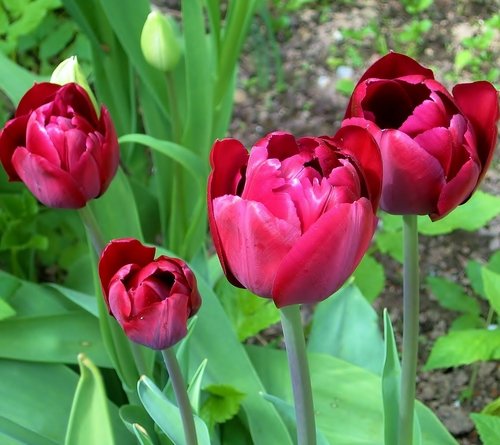 Тюльпаны приветствуют весну)