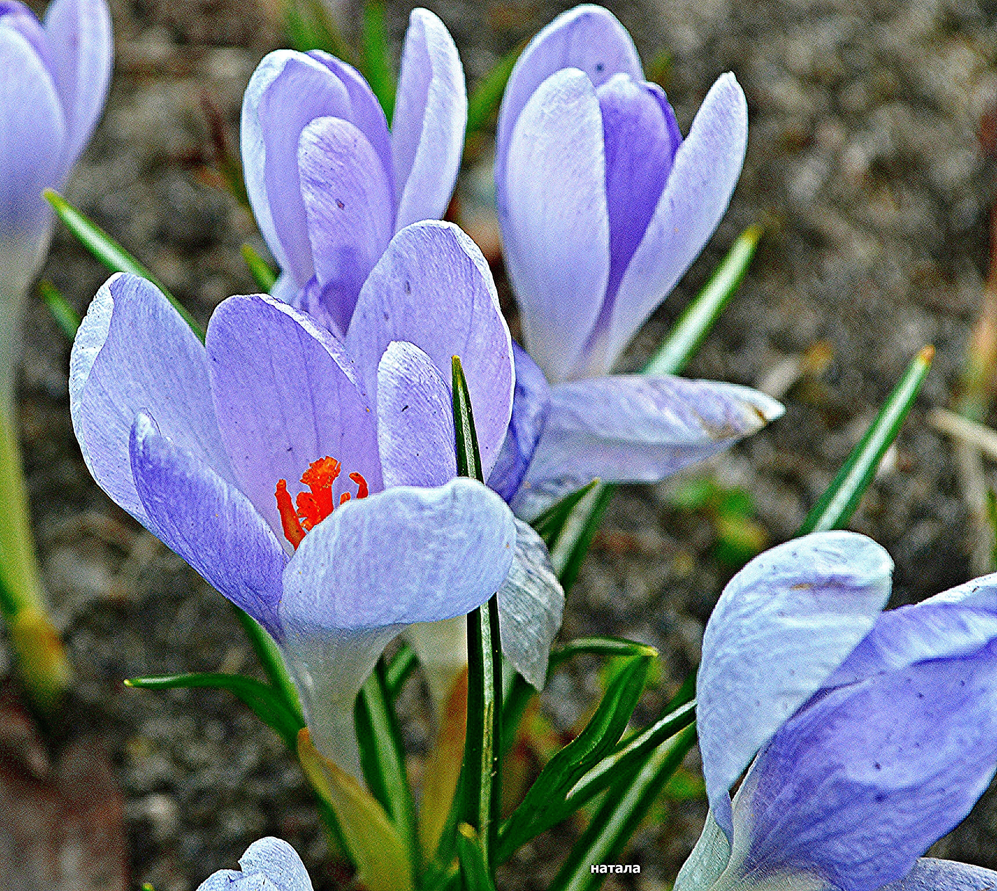 Крокус это только начало. Крокусы многолетние. Крокус Королевский. Крокус Файрфлай голубой. Крокус синий цветок.