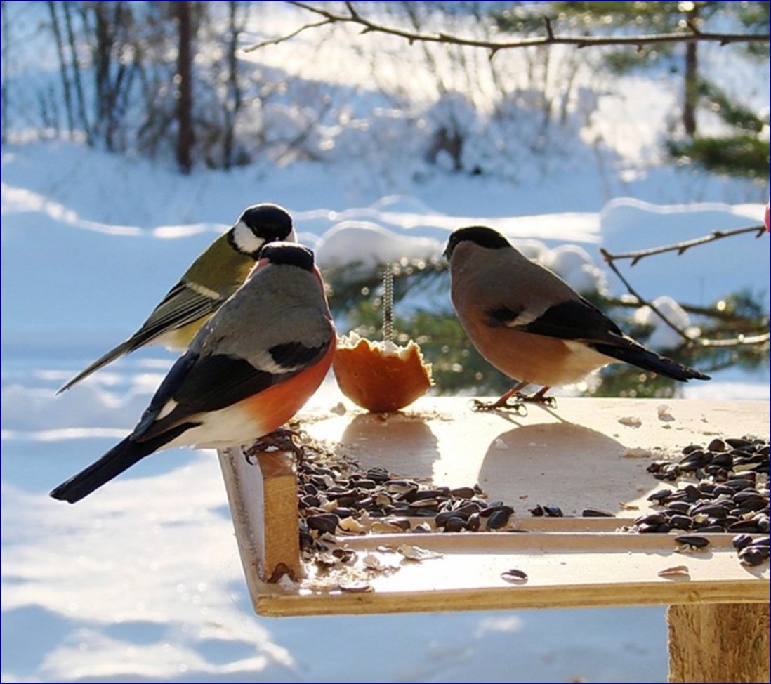 На обед слетелись синички и снегири. Птицы Снегири, синицы воробьи зимующие. Снегирь, Воробей, синица, и кормушки. Кормушка для птиц. Зимняя кормушка для птиц.