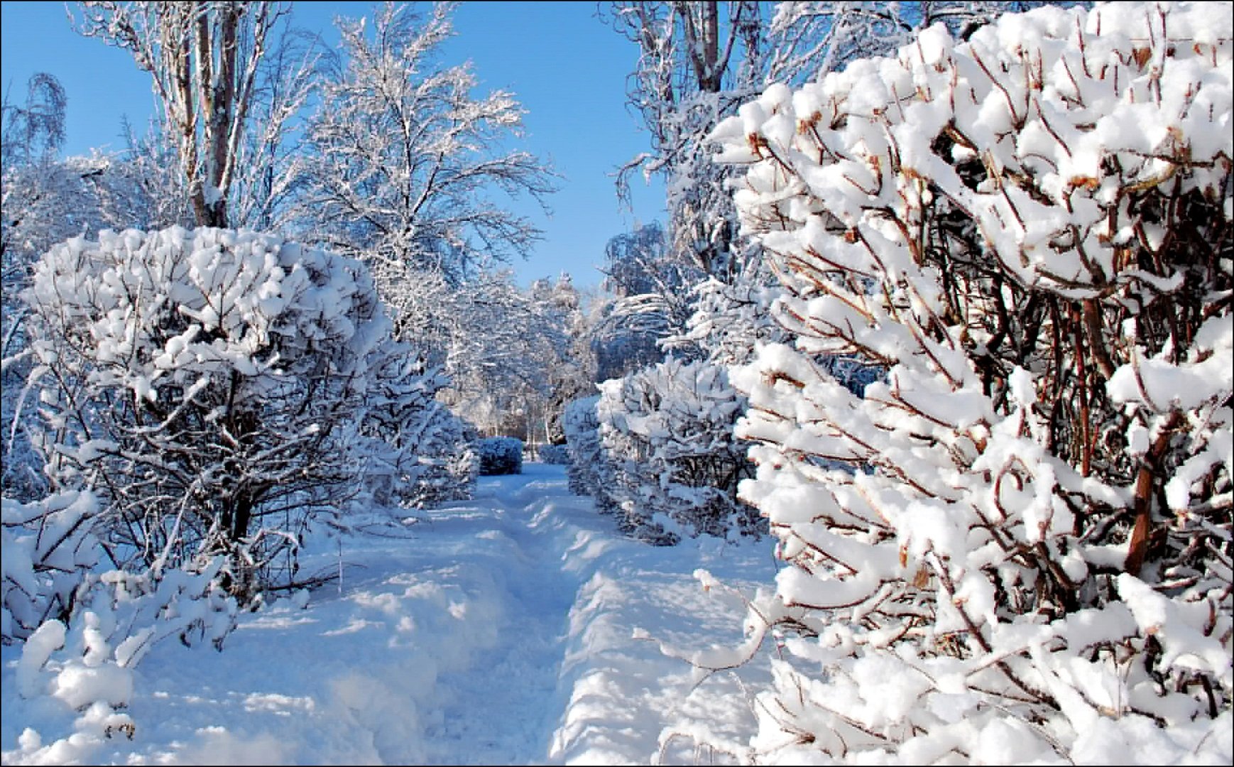 White winter. Красивая зима. Заснеженные кусты. Зимняя природа кусты в снегу. Зимний пейзаж с кустарниками.