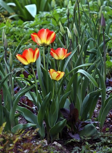 Тюльпаны - символ весны