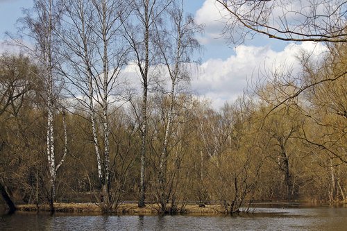 Первая зелень в парке.