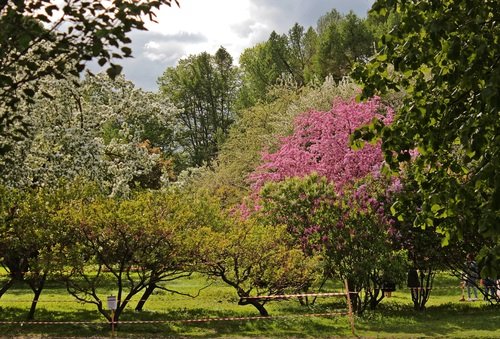 Весна в Ботаническом саду.