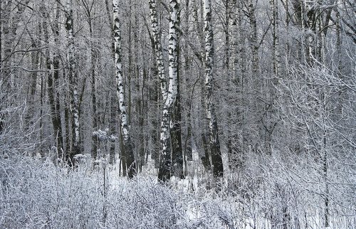 В зимнем парке.