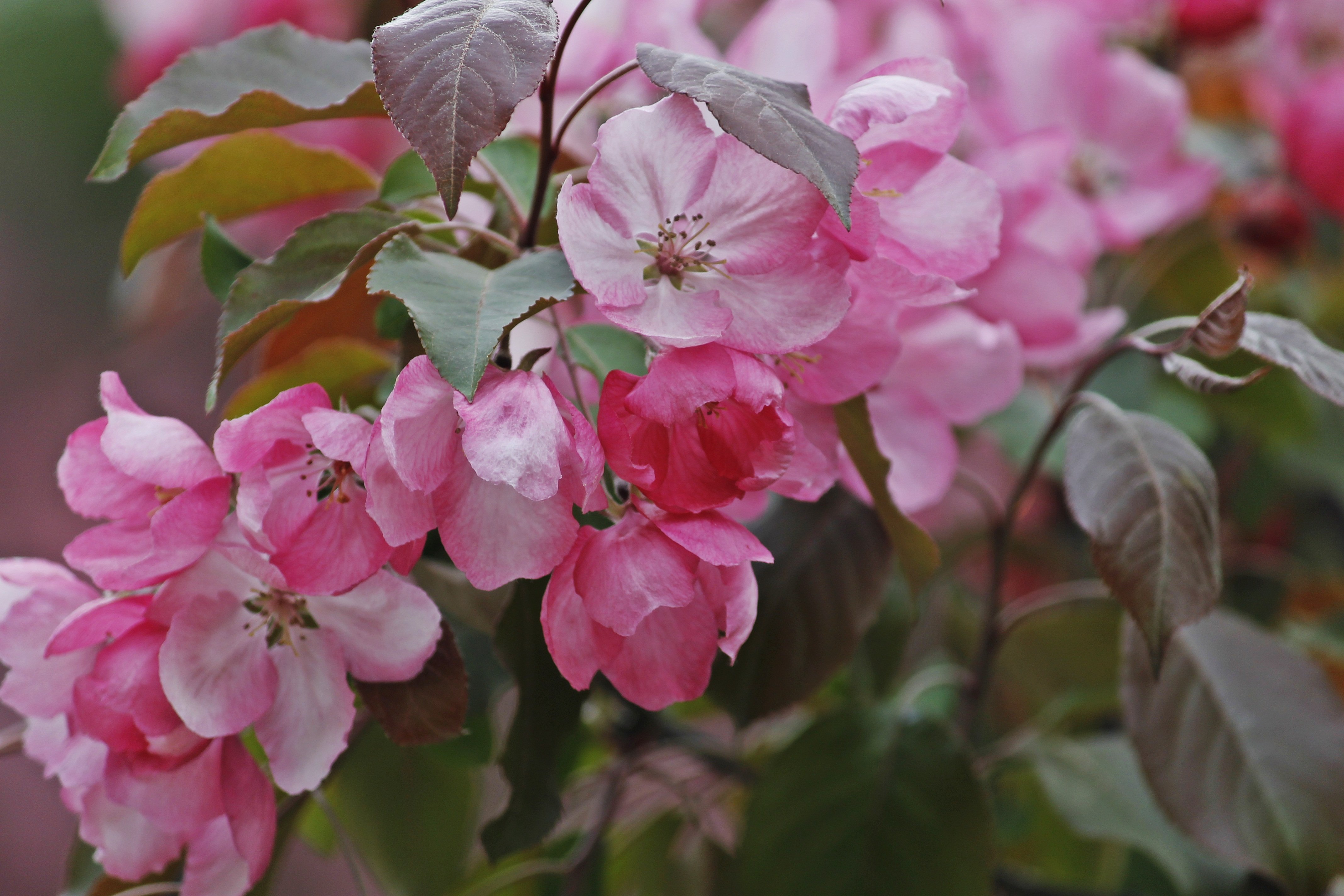 Слушать цветут. Декоративная яблоня Malus Pink. Яблоня Хелена Недзвецкого. Яблоня декоративная Хелена.