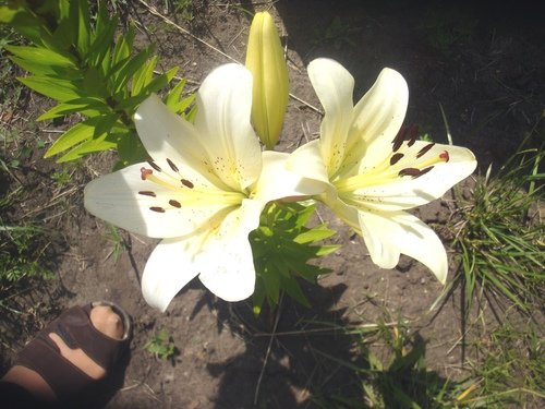 белые  лилии