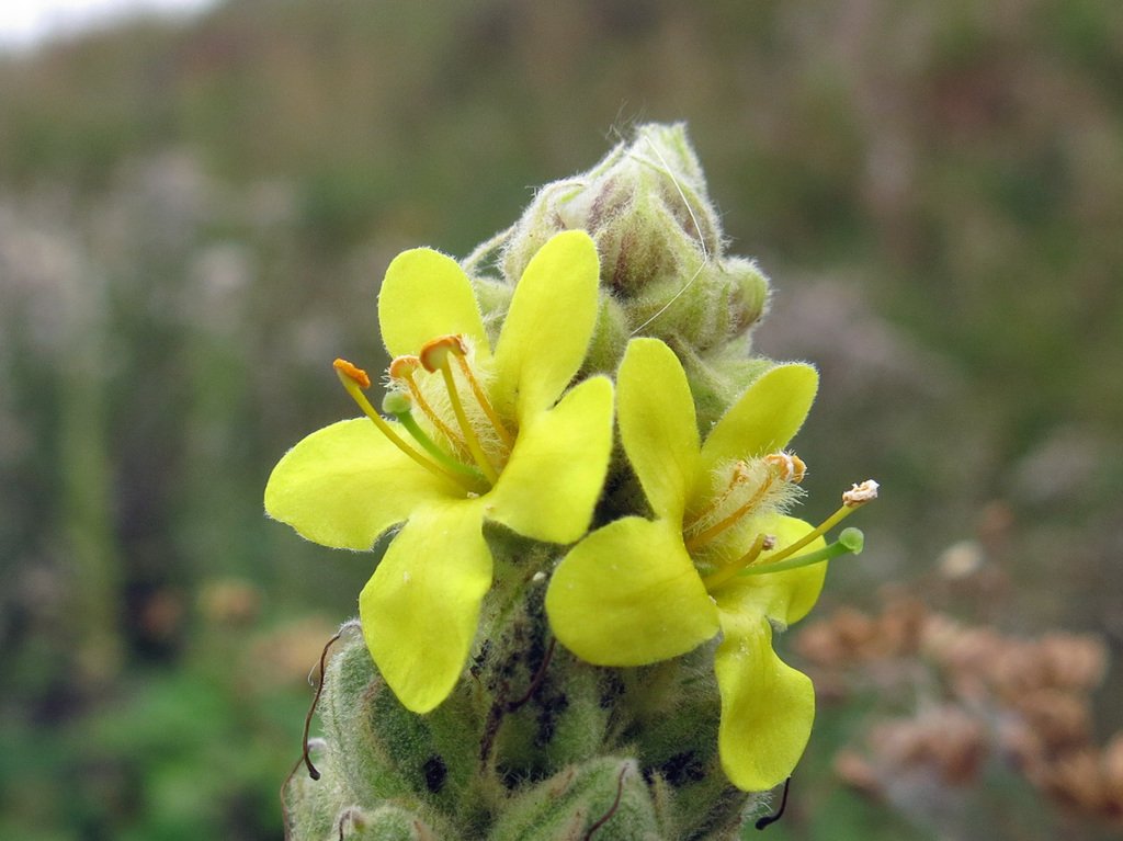 Verbascum Thapsus