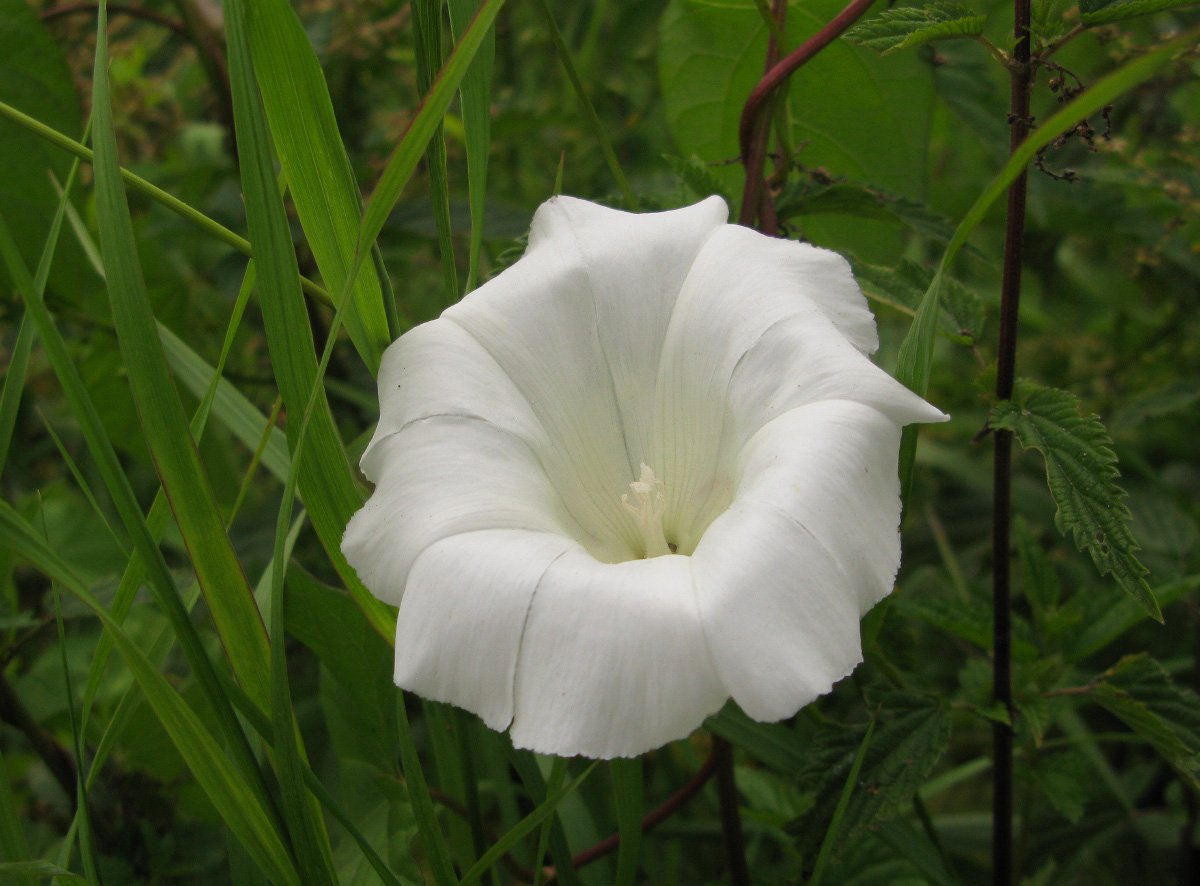 Пилигрим цветок фото вьюнок