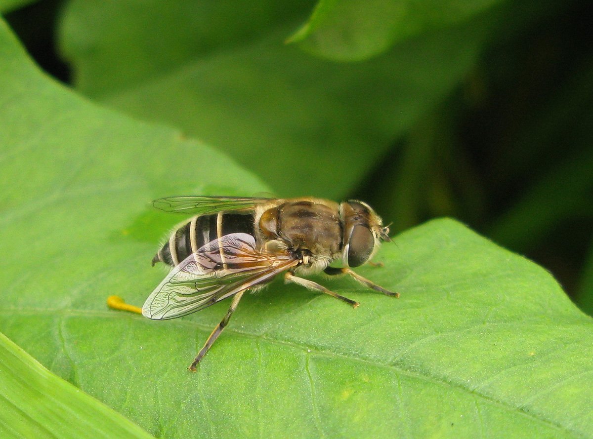 Пчеловидки. Eristalis arbustorum. Журчалка шмелевидная ареал. Пчеловидка Лесная. Луковая журчалка.