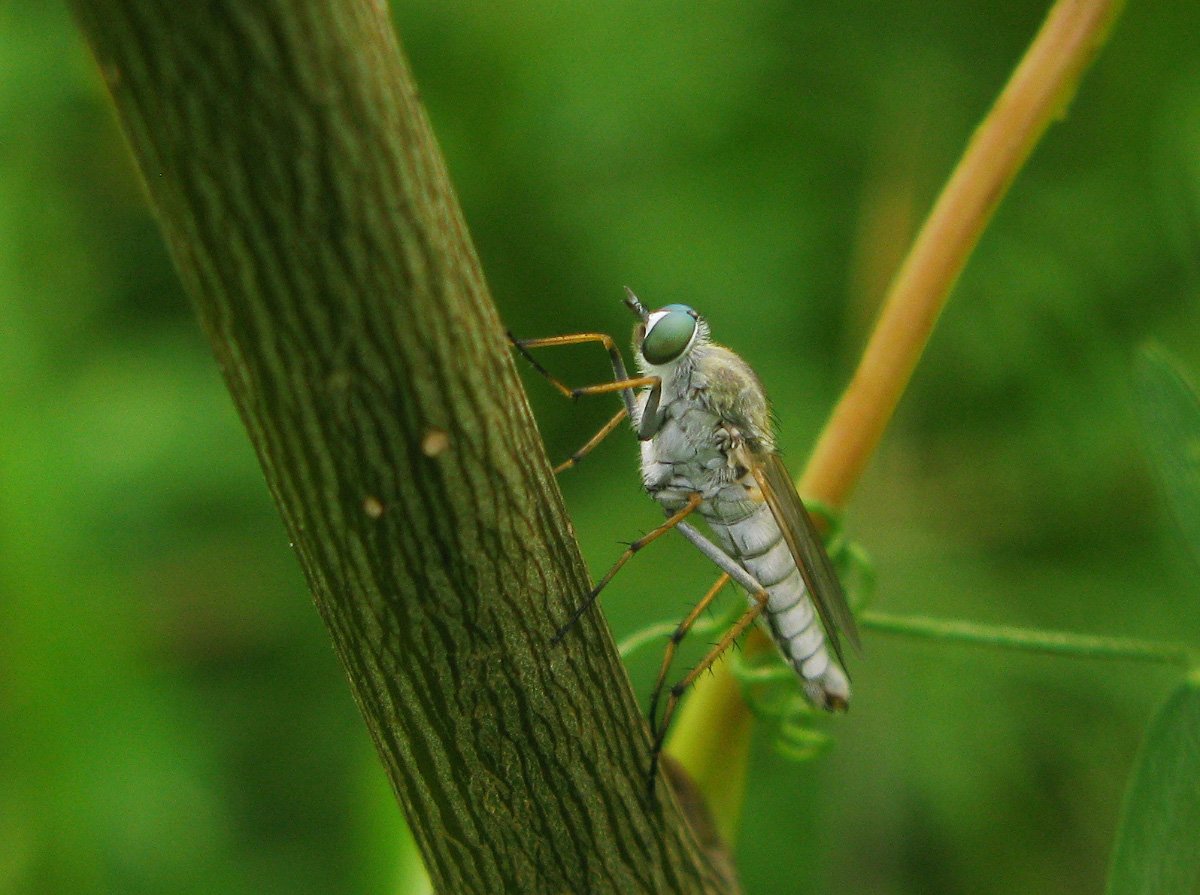 Лжектырь личинки. Личинка Лжектыри. Culiseta annulata. Helicostyla annulata. Личинка Лжектыри чем опасна.