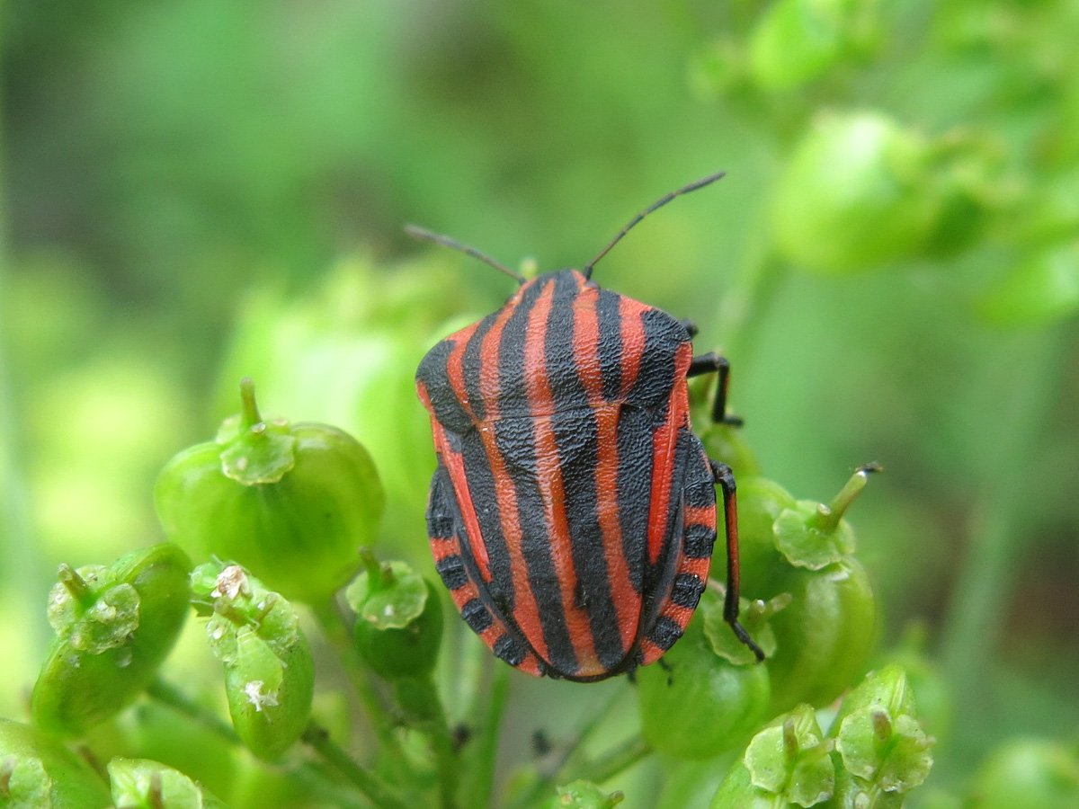 Жук клоп. Щитник линейчатый Graphosoma lineatum. Жук клоп квартирный. Щитник линейчатый или графозома полосатая. Итальянский клоп.