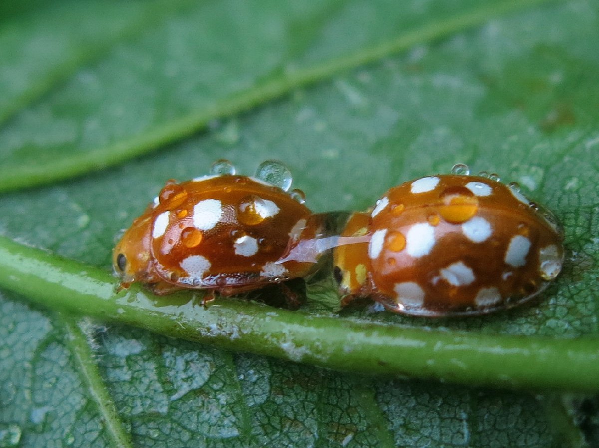 Грибы коровка. Божья коровка Halyzia sedecimguttata. Коровка глазчатая. Коричневая Божья коровка. Божья коровка с белыми пятнами.