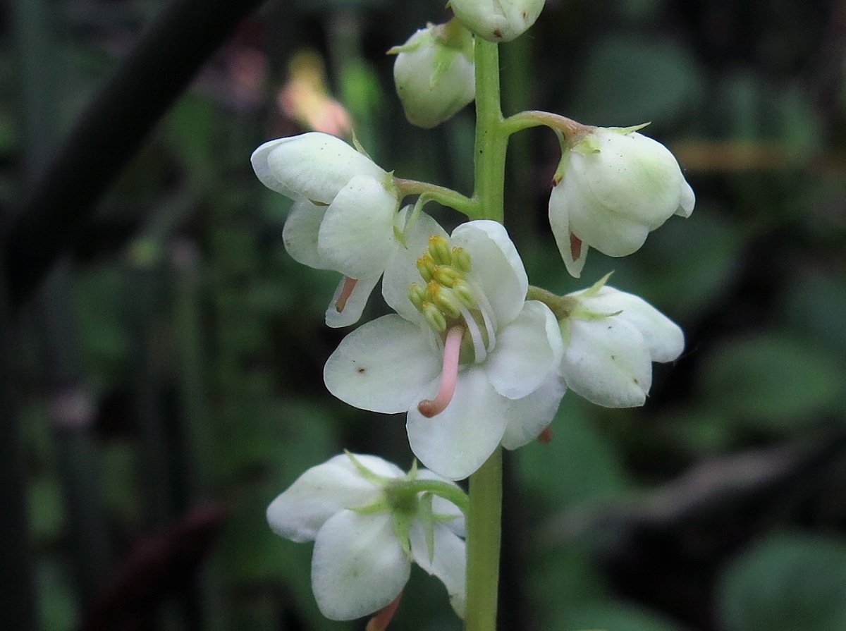 Грушанка. Грушанка круглолистная. Грушанка круглолистная Pyrola rotundifolia. Грушанка круглолистная листья. Грушанка Вересковые.