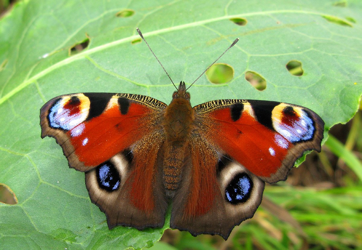 Бабочка павлиний глаз картинка фото