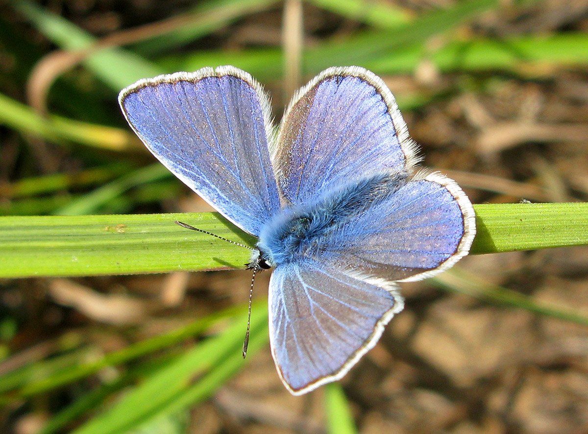 Бабочка голубянка Филипьева