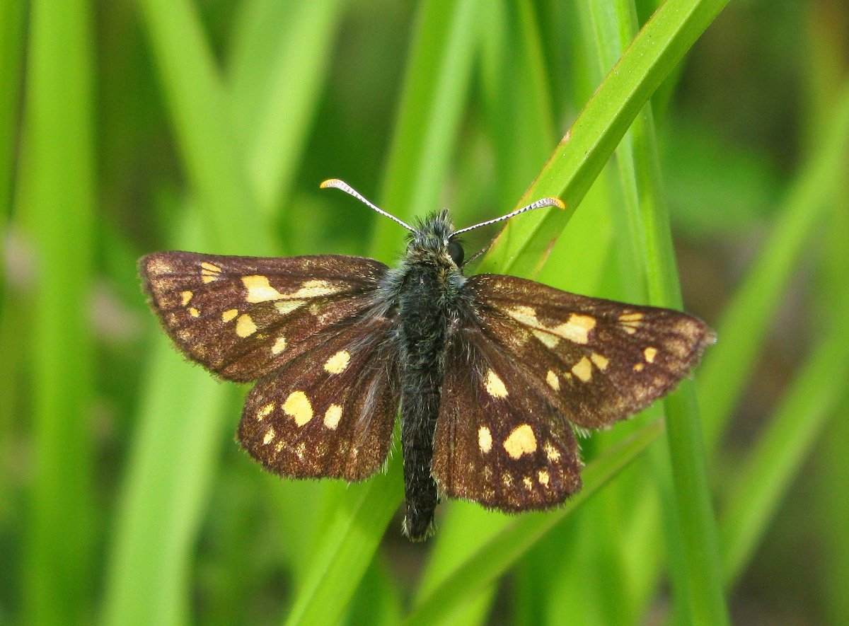 Carterocephalus Palaemon