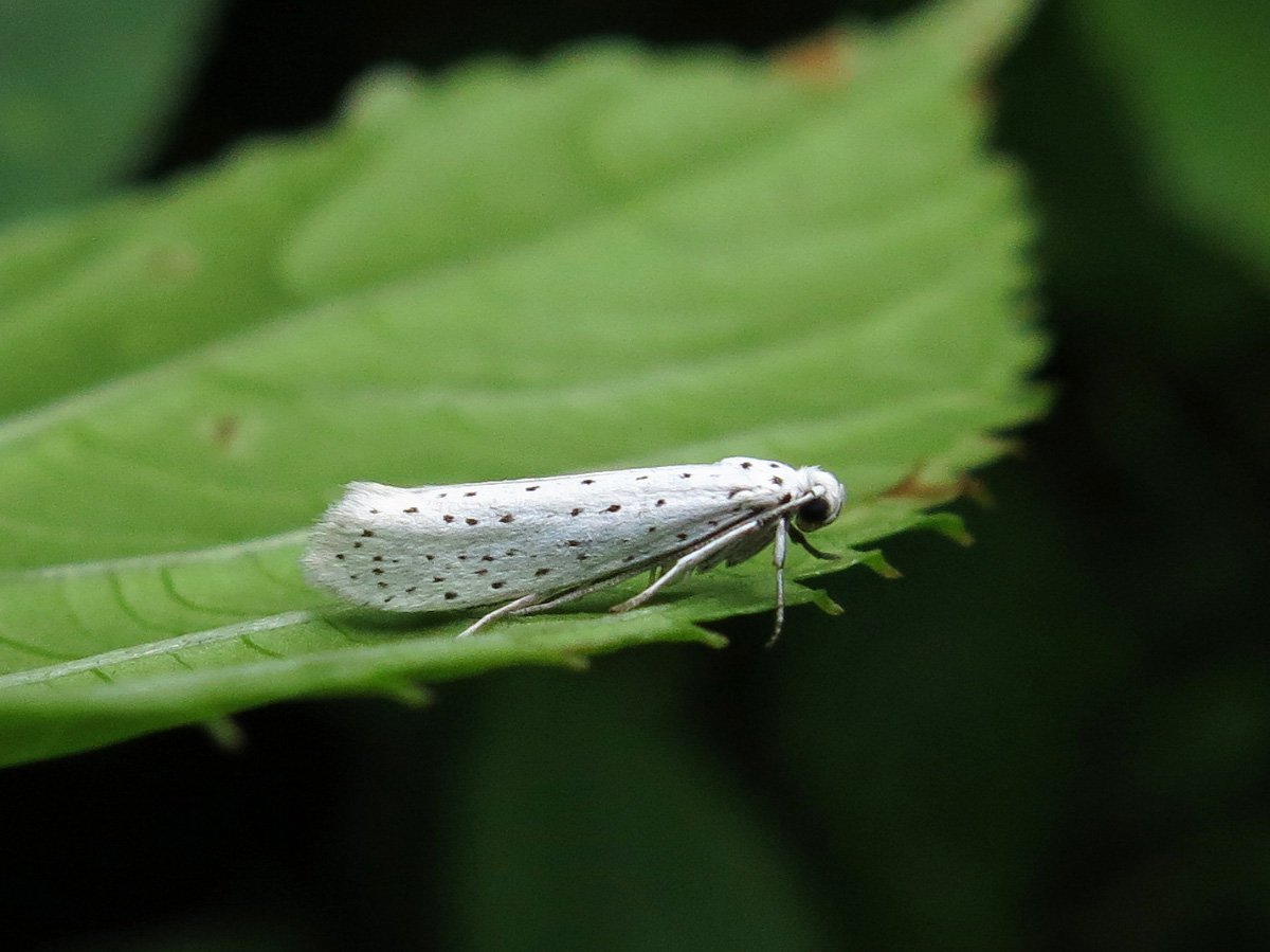 Yponomeuta evonymella (Linnaeus, 1758) - моль горностаевая Черёмуховая -. Гусеницы черемуховой моли. Горностаевая Черемуховая моль фото.