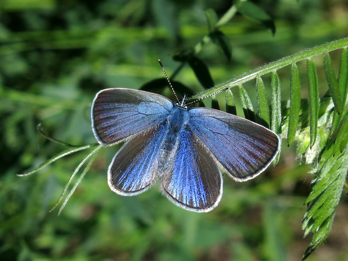 Бабочка голубянка Орион