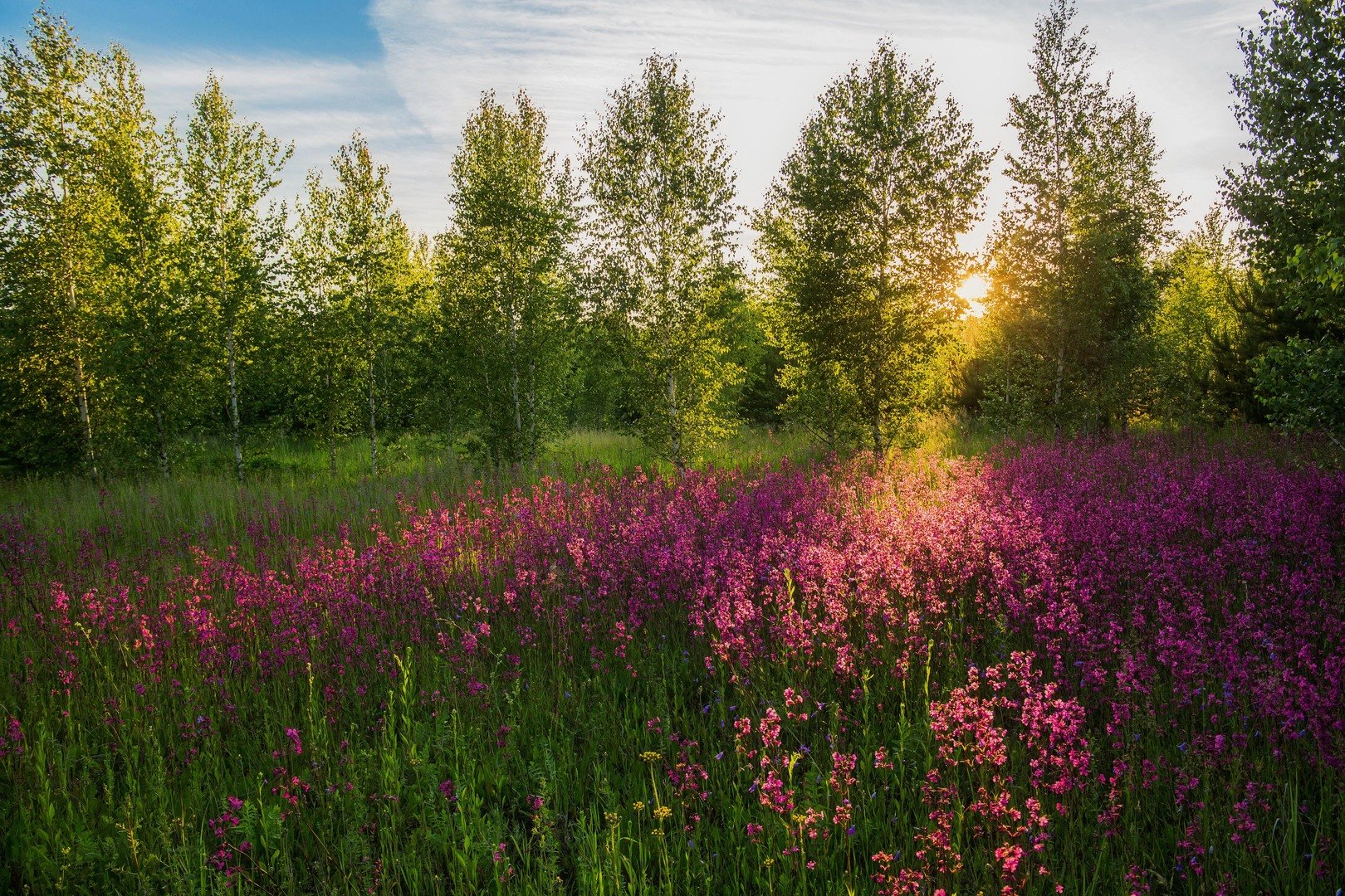 Природа 2023. Поля смолки. Российские леса. Новые картинки лето. Русская Лесная.